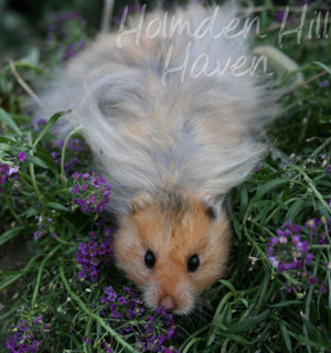 RC- Golden Umbrous Longhaired